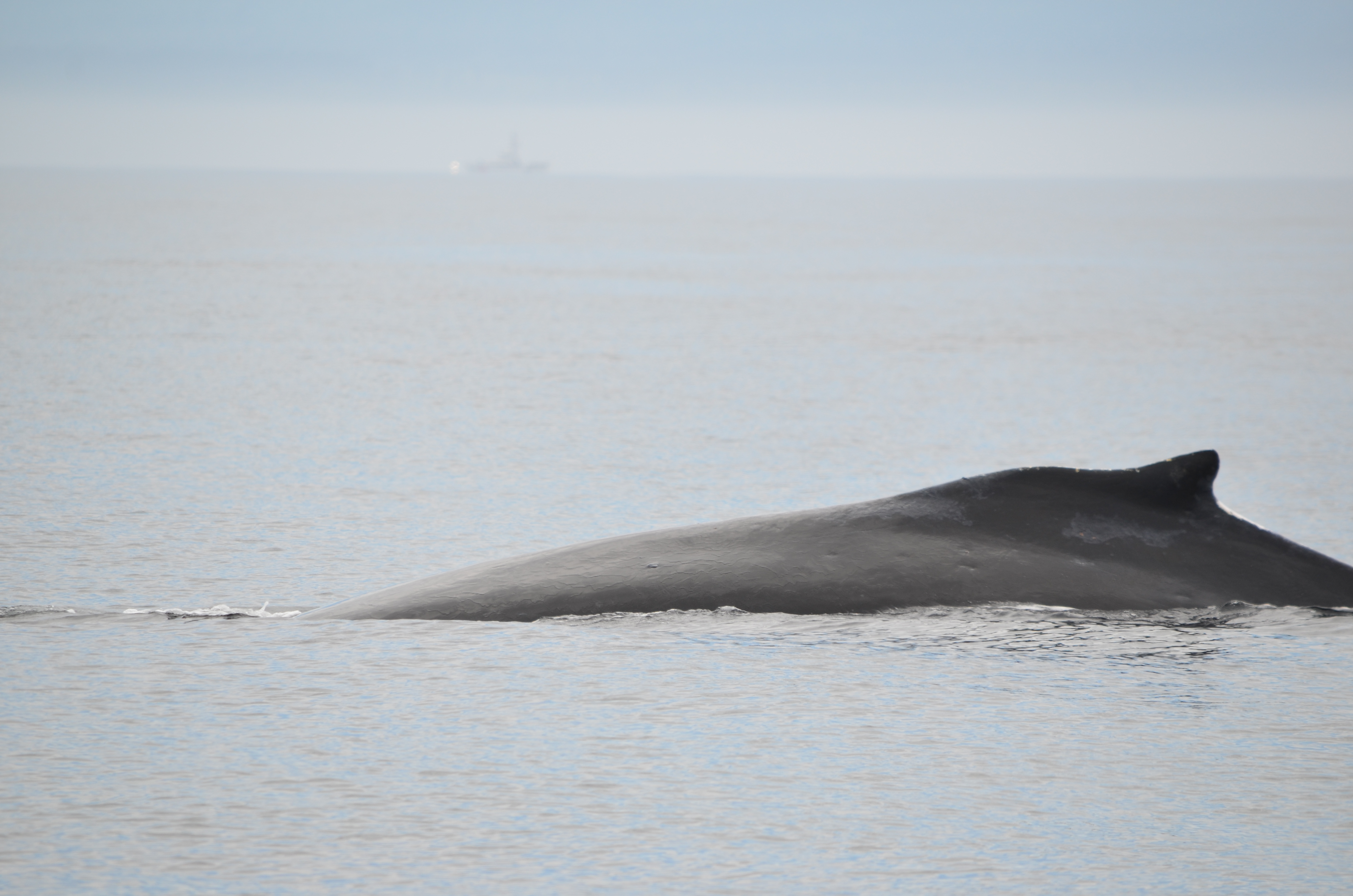 photos/wildlife/Mammal_Species/Humpback Whale/DSC_0046.JPG